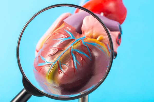 This image shows a model of a human heart being examined up close with a magnifying glass. The ad is geared towards the 