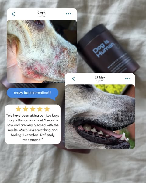 Dog is Human ad