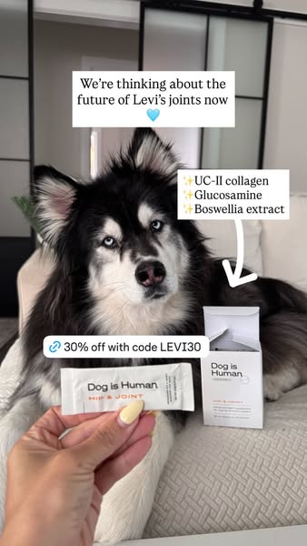 Levi the Husky Rescue ad