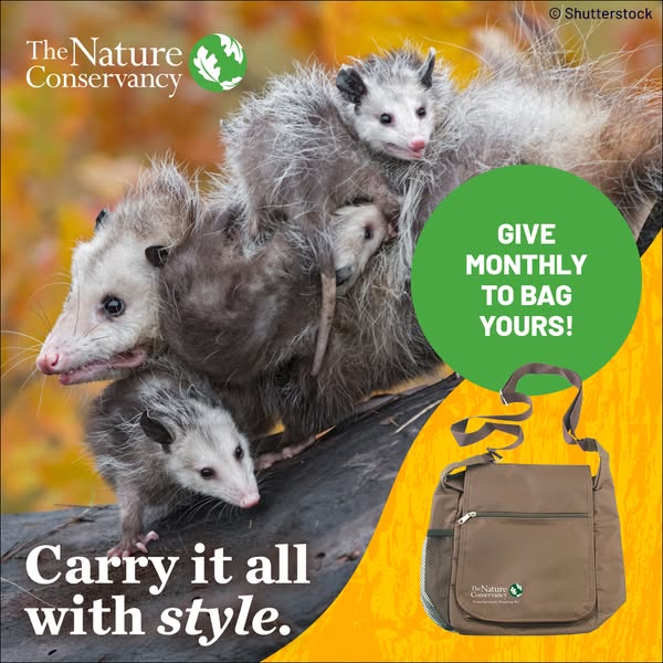 This ad by The Nature Conservancy promotes monthly donations in exchange for a branded bag, using an image of opossums t