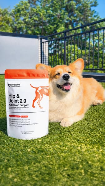 Maxine the Fluffy Corgi ad