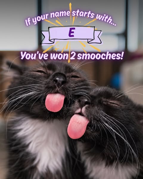 Wellness Pet ad