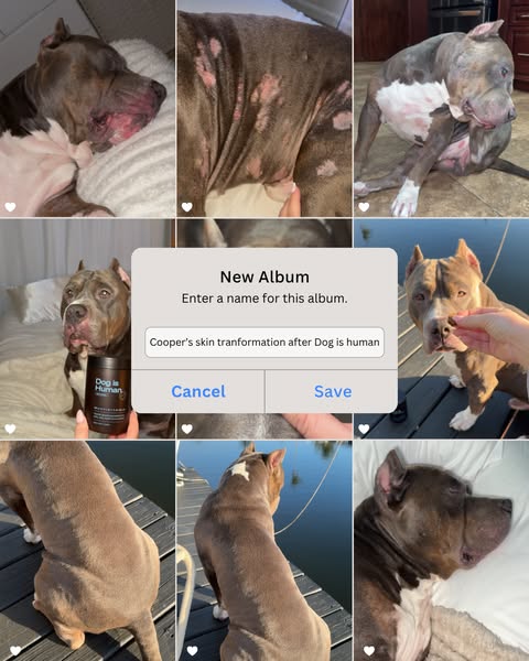 Dog is Human ad