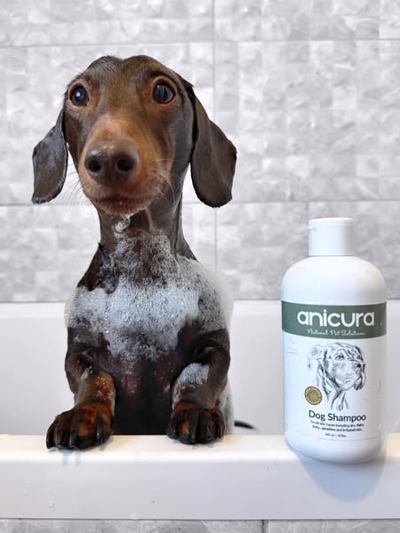 frankie_dachshund03 ad