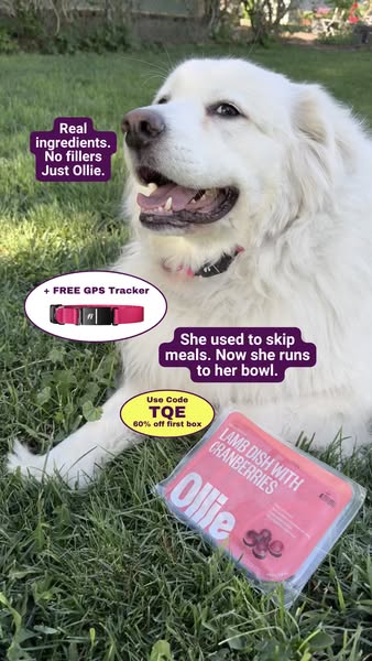 This ad for Ollie dog food features a large white dog sitting in a grassy yard next to a package of the brand's Lamb