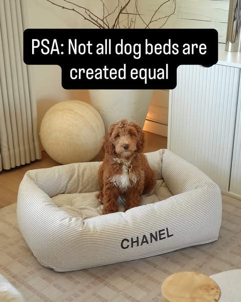 This image ad showcases a luxury dog bed, suggesting it is superior to other options. It features a curly-haired dog sit