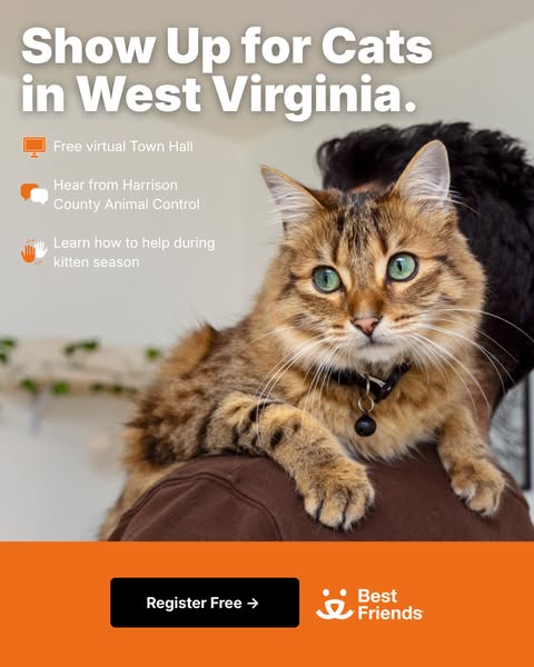 This ad encourages residents of West Virginia to support local cats. It promotes a free virtual town hall and provides r