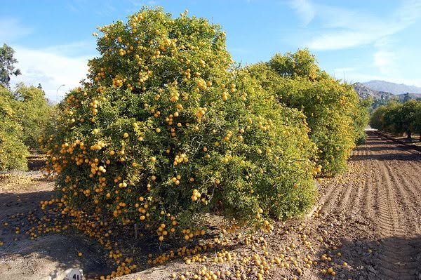 CA GROWN ad