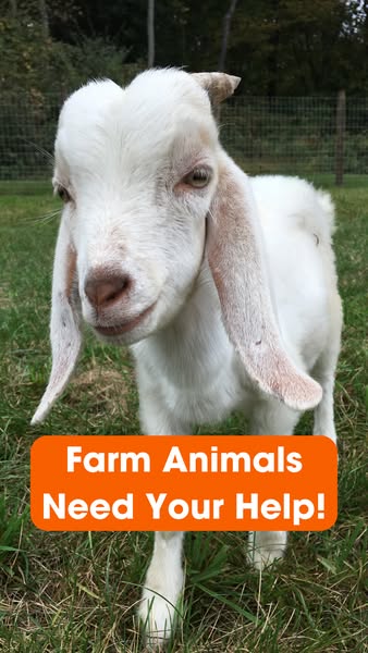 This image ad features a young goat and appeals to viewers to help farm animals.