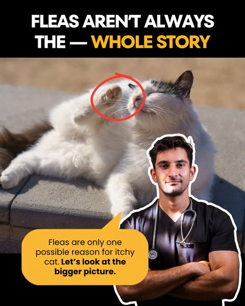 Amir Anwary ad