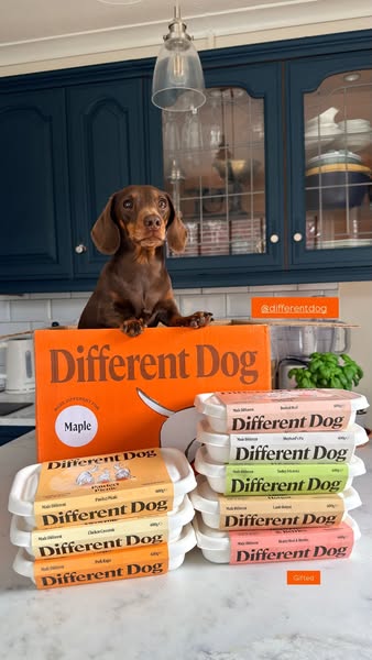 maple_the_minidachshund ad
