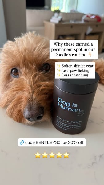 Bentley The Goldendoodle ad