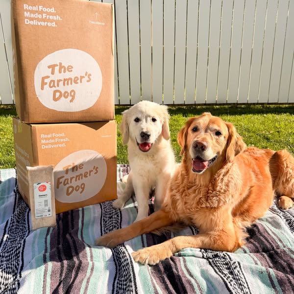themgoldenboys ad