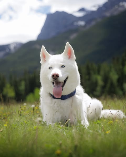 ginkgo_husky ad