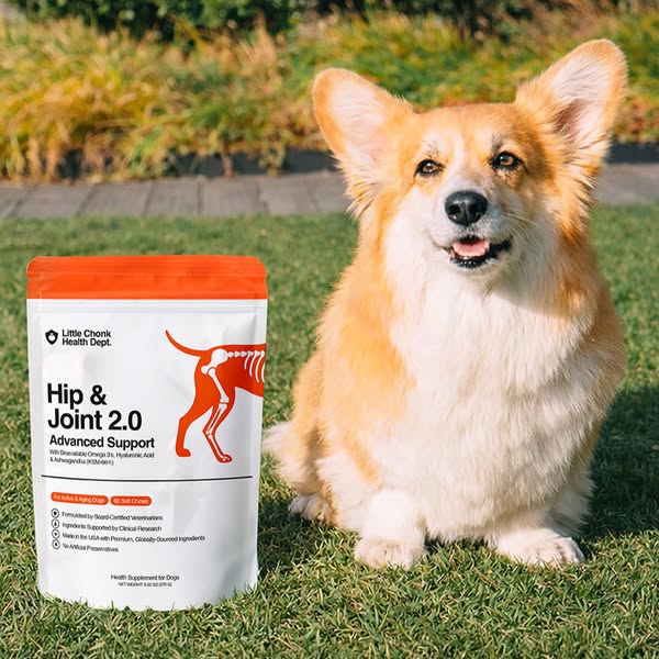 Maxine the Fluffy Corgi ad