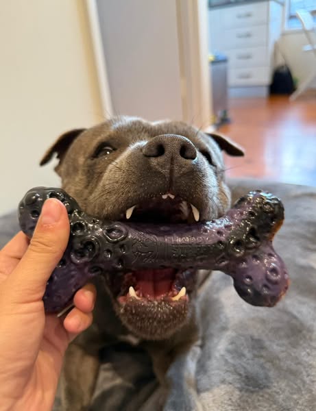 Nylah the blue Staffy ad