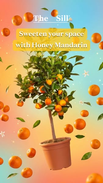 This ad showcases a honey mandarin tree in a pot from The Sill. The ad includes a headline and floating oranges and leav