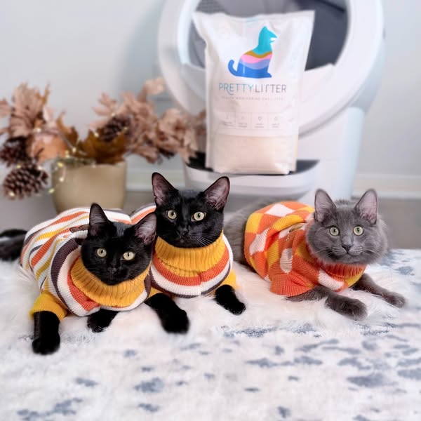 mersha.theminipanther ad