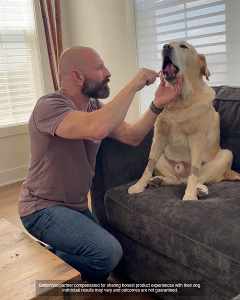 Magnus The Therapy Dog ad