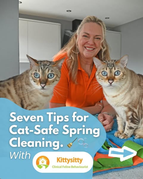 Kittysitty Cat Behaviorist ad