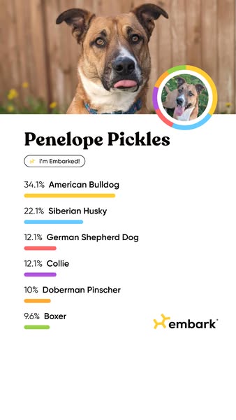 The ad features an image of a dog named Penelope Pickles and the results of a DNA test performed by Embark. The results 