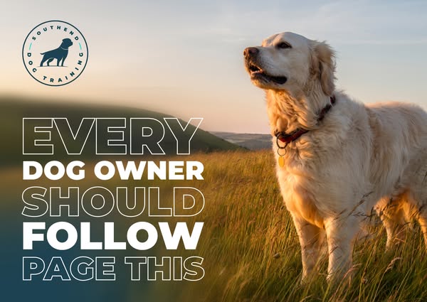 SouthendDogTraining ad