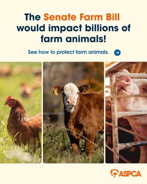 This ad by the ASPCA highlights the potential impact of the Senate Farm Bill on billions of farm animals, urging viewers