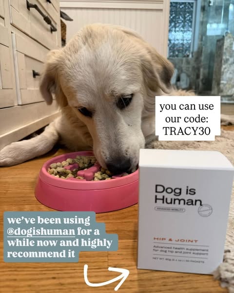 Dog is Human ad