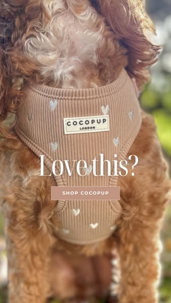 This ad features a close-up shot of a dog wearing a harness. The text asks viewers if they love the product and encourag