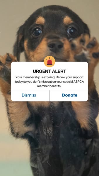 The ad mimics a pop-up alert, with a Rottweiler puppy in the background. The alert is a reminder that your ASPCA members