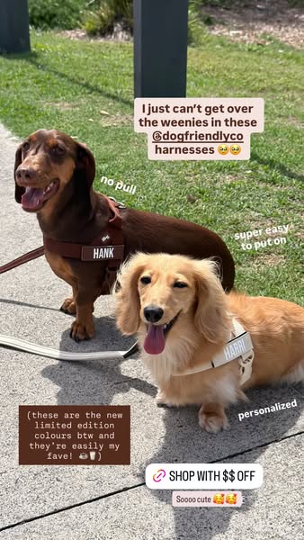 Dedikated Lifestyle ad
