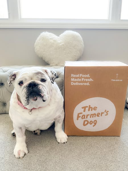 Eggnogthebulldog ad