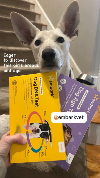This ad promotes Embark dog DNA and age tests using user-generated content of a white dog standing behind the tests, cre
