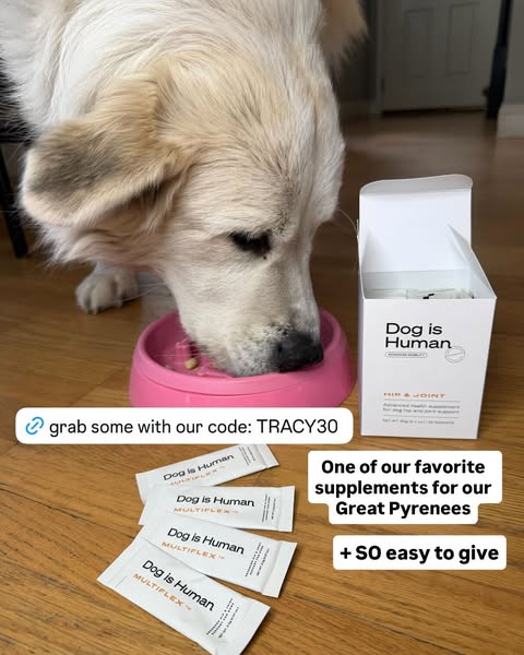 Dog is Human ad
