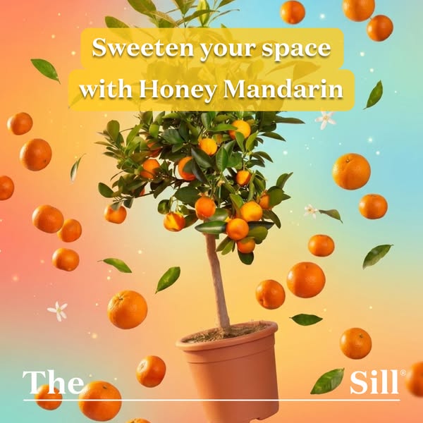 This ad showcases The Sill's Honey Mandarin tree, emphasizing its ability to brighten any space. The visual elements