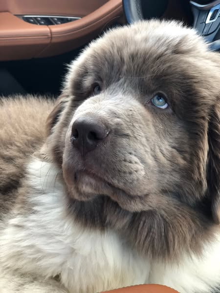 Oliver the Newfie ad