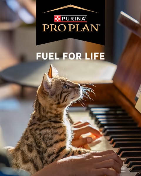 This image ad for Purina Pro Plan features a Bengal kitten sitting in front of a piano. The ad suggests that their food 