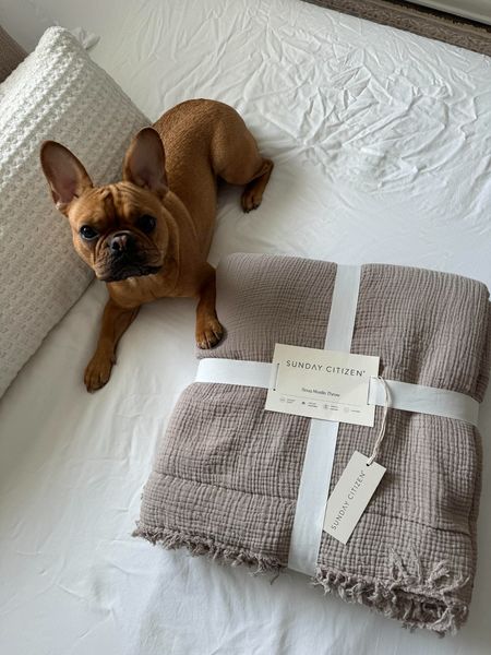 thewindycityfrenchie ad