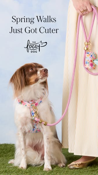 An image ad showcasing a dog wearing a floral harness and a person holding a matching leash and waste bag holder, emphas