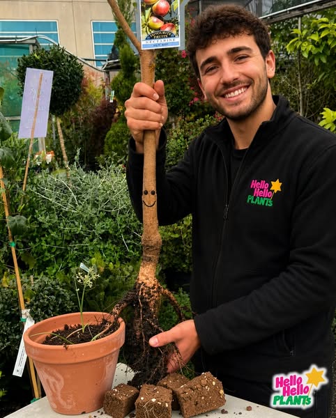 Hello Hello Plants Nursery ad