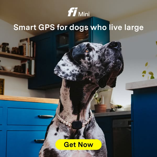 This image ad for Fi Mini features a Dalmatian wearing a pearl necklace and a Fi Mini GPS tracker. The ad highlights the