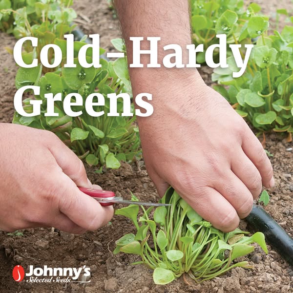 An image promoting cold-hardy greens from Johnny's Selected Seeds shows a gardener harvesting purslane to emphasize 