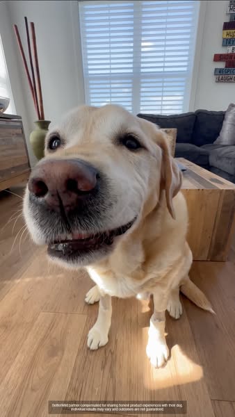 Magnus The Therapy Dog ad