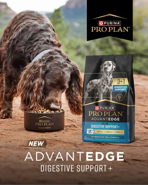 This ad showcases Purina Pro Plan's ADVANTEDGE Digestive Support+ dog food, featuring a dog enjoying the product in 