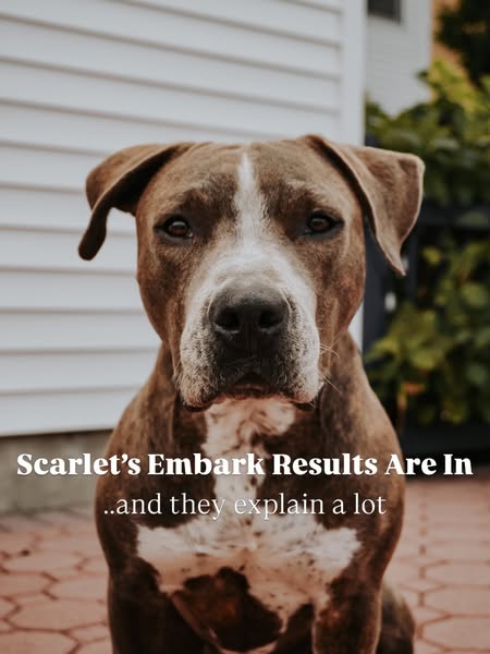 This ad features a dog named Scarlet with the text overlay 'Scarlet's Embark Results Are In...and they explain a