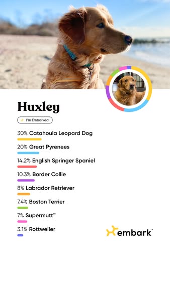 This ad features a dog named Huxley whose DNA has been tested by Embark. The graphic shows his picture along with the di