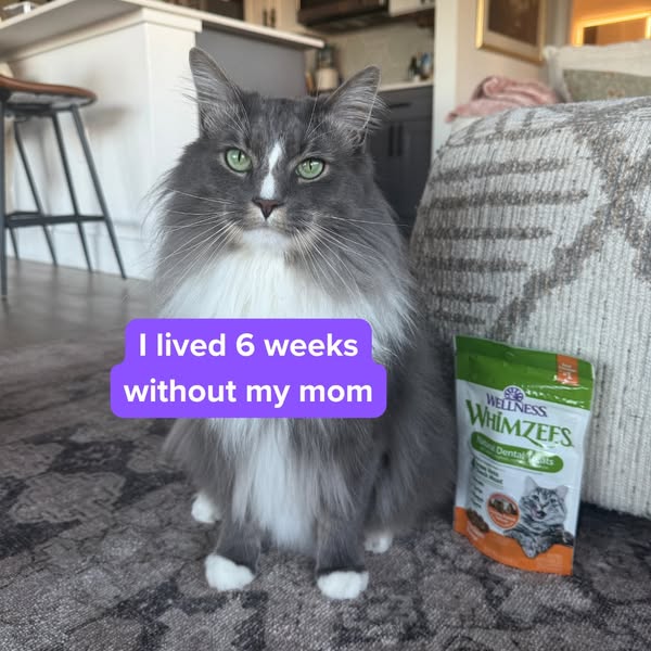 Wellness Pet ad
