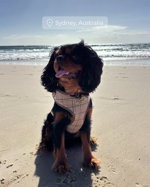 The ad features a dog wearing a plaid harness on a beach in Sydney, Australia. It is a lifestyle image showing the brand
