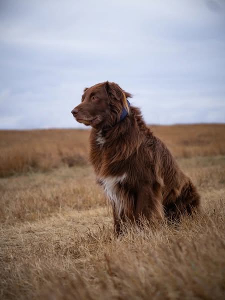 Sender at the Summit ad