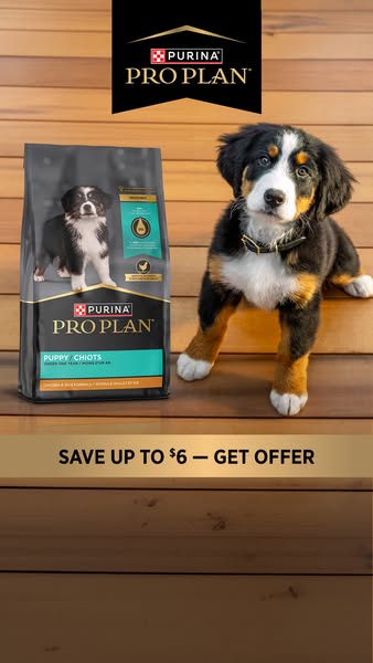 This image ad for Purina Pro Plan puppy food features a black bag of food next to a Bernese Mountain Dog puppy, with tex